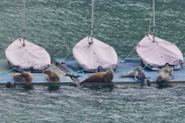 23 April 2022 - 09-42-20
Dart Harbour were kind enough to provide a designated pontoon for the river's seal to sunbathe on. But either the seals can't read or other platforms are more comfortable, and so for the second day running some of the squatters have taken to residing upon RDYC's dinghy pontoon.
What are they looking at, you may well ask. Could it be the arrival of cruise ship Maud ?
----------------------
Seals on RDYC Kingswear dinghy pontoon